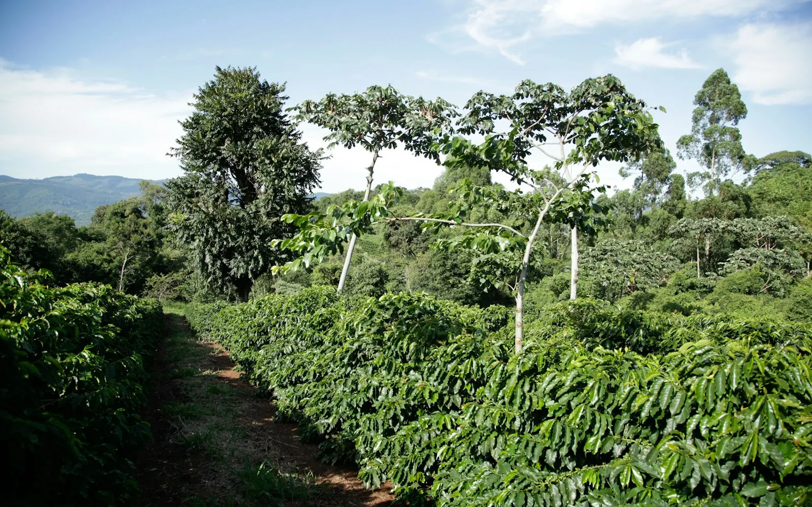 A lush green coffee plantation